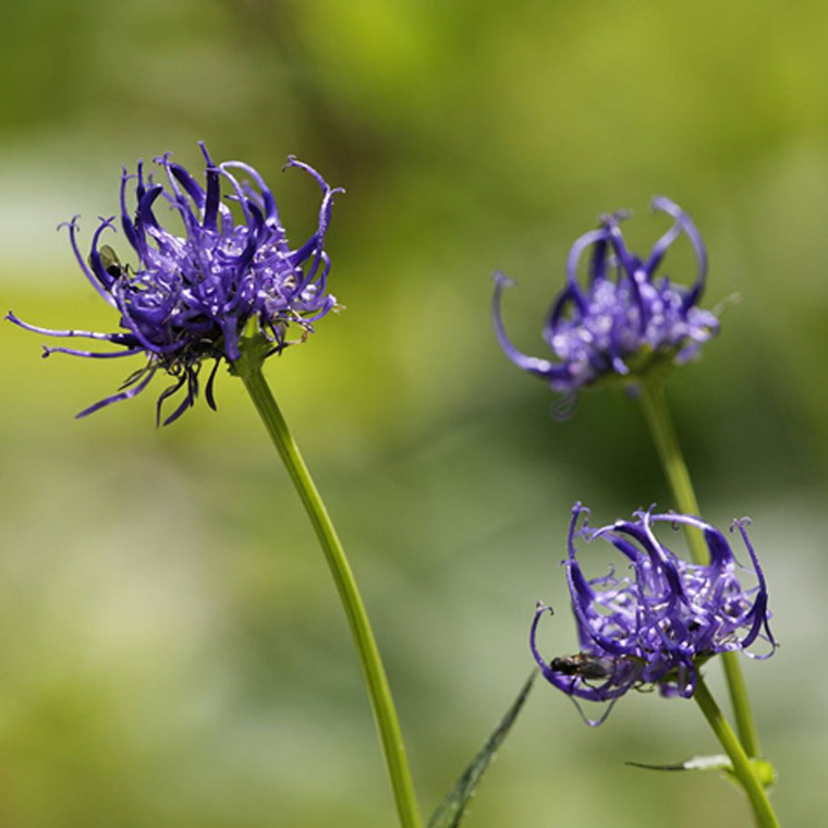 Teufelskralle – Harpagophytum procumbens