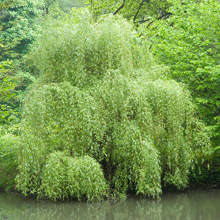 Weidenrinde – Salix alba L.